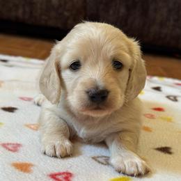 Cream puff - Cream female Dachshund puppy in New Mexico from Long Dog Ranch