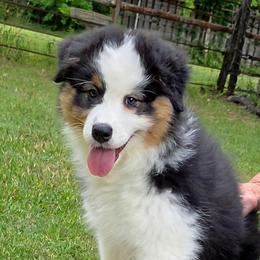 Oakley - Black tri-color female Australian Shepherd puppy in Red Oak, Texas from Wildwing Aussies