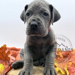 Freda - Blue female Great Dane puppy in Sac City, Iowa from Northern Great Danes of Colorado & Iowa