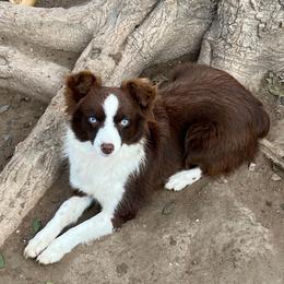 Lady - Toy Australian Shepherd