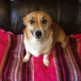 Ruby - Pembroke Welsh Corgi