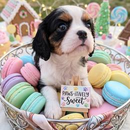 Sprinkles - Tri-color male Cavalier King Charles Spaniel puppy in Dallas, Texas from Holliday Cavalier King Charles Spaniels