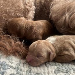 Cavapoo puppies from Dashing Dogs