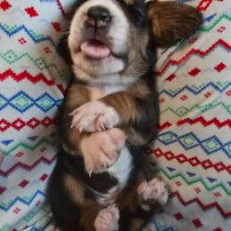 Girl 6 - Black white and brown female Basset Hound puppy in Shelbyville, Michigan from Buck Wild 4 Bassets