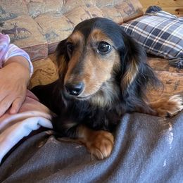 Luna - Dachshund