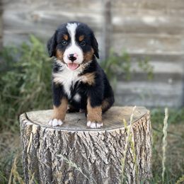 Bernedoodle and Bernese Mountain Dog Puppies from Bernese By Barzees