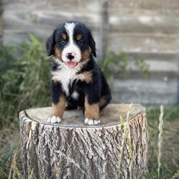 Bernedoodle and Bernese Mountain Dog Puppies from Bernese By Barzees