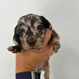 Nova - Dapple female Dachshund puppy in Alto, Texas from Prima Dachshunds