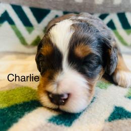 Charlie - Merle male Bernedoodle puppy in Sandy, Oregon from MC Doodles