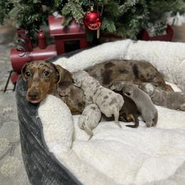 Dachshund Puppies from Honey Creek Doxies