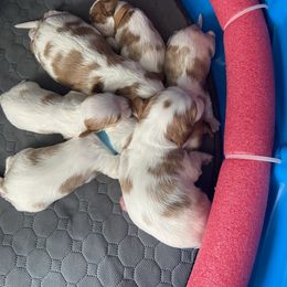 Cavalier King Charles Spaniel Puppies from Christina’s Cavaliers