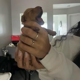 Miniature female - Fawn female Great Dane puppy in Miami, Florida from RP DANES