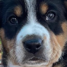 Entlebucher Mountain Dogs from Fabled Tails Entlebuchers
