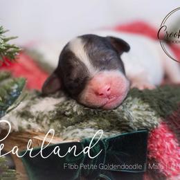 Garland - Parti male Goldendoodle puppy in Woodruff, South Carolina from Crooked Creek Doodles and Poodles