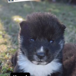 Kazui- Milgram boy - Black & tan male Shikoku puppy in Tribbey, Oklahoma from Osaka Ninken Shikoku