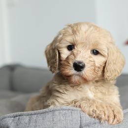 Yellow - Cream female Australian Labradoodle puppy in Williamstown, New York from Lewis Manor Labradoodles