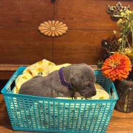 Blue Girl - Blue female Great Dane puppy in Missouri from Daniels Danes