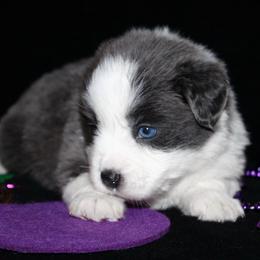 Bailey - Dilute blue female Australian Shepherd puppy in Colorado Springs, Colorado from Rocky Mountain Aussies
