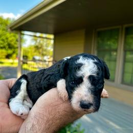 Black and white - Black and white male Bernedoodle puppy in Holt, Missouri from Mindys Doodles