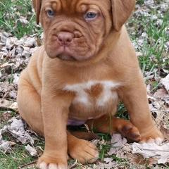 Dogue de Bordeaux Puppies from GingerHaus DDB