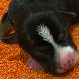P5F - Black white and tan female Rat Terrier puppy in Groveland, Florida from Blackwood Rat Terriers (Standard)