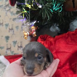 Blue girl - Blue and cream female Dachshund puppy in West Plains, Missouri from Spring Creek Dachshunds