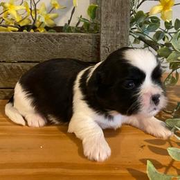 Boy 1 - Black and white male Shih Tzu puppy in Lexington, North Carolina from SCS Shih Tzus