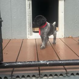 Red Collar Male - Black male German Shorthaired Pointer puppy in Rincon, Georgia from South Creek Kennels / SCK Gun Dogs