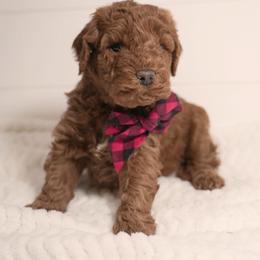 Love Boy 3250 Free Delivery - Red  male Goldendoodle puppy in Mayfield, Utah from Ruff Country Doodles