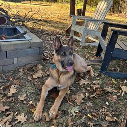 German Shepherd All Grown Up from M&M Shepherd Farms