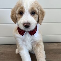 Wink - Yellow and white male Bernedoodle puppy in Garrettsville, Ohio from Sunset Family Farm