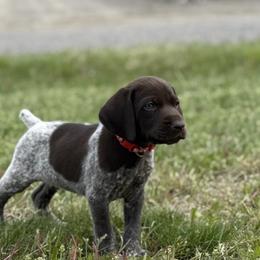German Shorthaired Pointer Puppies from Upland Points Gun Dogs