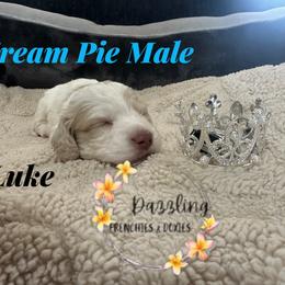Luke - Cream male Dachshund puppy in Kissimmee, Florida from Dazzling Frenchies and Doxies