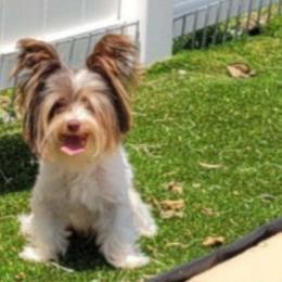 Zander - Yorkshire Terrier
