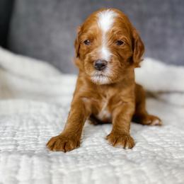 Seal - Red  male Goldendoodle puppy in Garden Grove, California from Sunkissed Doodles