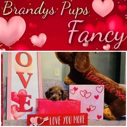 Dachshund Puppies from Brandys Pups
