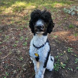 Poodle All Grown Up from Tailored poodles
