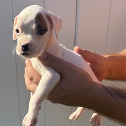 Sally - White female Boxer puppy in Ocala, Florida from Bowers Boxers
