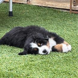 America - Black rust and white female Bernese Mountain Dog puppy in Draper, Utah from Breaking Trail Berners