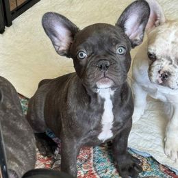 Copper - Brindle and white male French Bulldog puppy in Louisville, Kentucky from Nelson’s Fancy Frenchies and Bulldogs