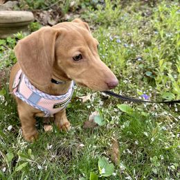 Dachshund Puppies from Salchi Dog miniature dachshunds