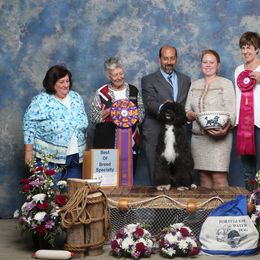 Portuguese Water Dog Puppies from Seaworthy PWD