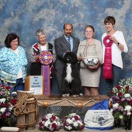 Portuguese Water Dog Puppies from Seaworthy PWD