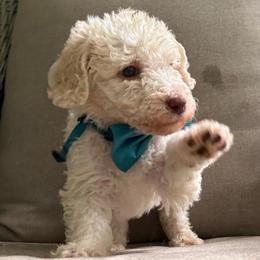 Macbeth - Cream male Labradoodle puppy in Camden, North Carolina from Oopsie Doodles of NC