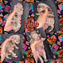 Merle male 2 - Chocolate merle male Pomeranian puppy in Indiana from Unique Uprisings