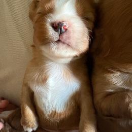 Boy 3 - Ruby male Cavalier King Charles Spaniel puppy in Siloam Springs, Arkansas from Queen Cavaliers