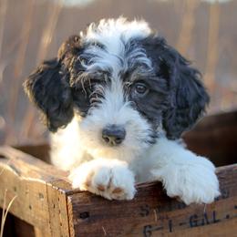 Aussiedoodle, Australian Mountain Doodle, Bernedoodle, and Labradoodle Puppies from Doodles & Co