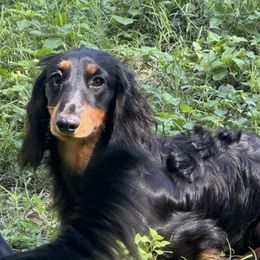 Quiggles - Dachshund