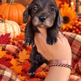 Black girl two - Black female Dachshund puppy in Payette, Idaho from NT Mini Doxies