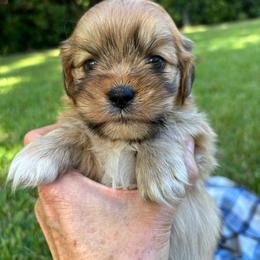 James - Golden male Lhasa Apso puppy in Albany, Georgia from Clark's Lhasas